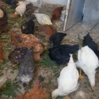مرغ خروس غاز از نژادهای مختلف فروش یک جا