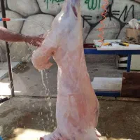 **گوسفند زنده بره نرینه قلم آبی میش بزغاله وخونی**