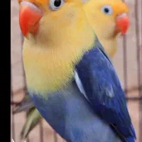 جفت طوطی برزیلی رنگ کمیاب پاربلو