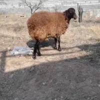 گوسفند‌ماده‌شیشک