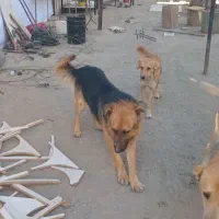 سگ ژرمن کبوتر