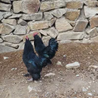 خروس مرندی|حیوانات مزرعه|جلگه ماژان, |دیوار