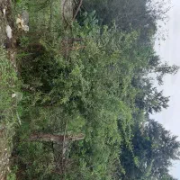 زمین ۴۰۰ متری دیوارکشی شده با پروانه|فروش زمین و ملک کلنگی|قدس, شهرک دانش|دیوار