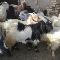 کهره لری چاق سفت