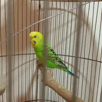 قفس پرنده و پرنده مرغ عشق ماده و نر|پرنده|شیراز, شهرک صدا و سیما|دیوار