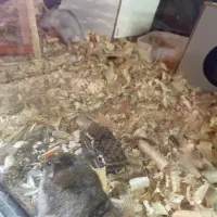 همستر|موش و خرگوش|بندرعباس, |دیوار