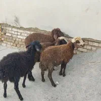 4 راس بره همه ماده سالم سرحال