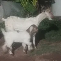 بز باکهره|حیوانات مزرعه|نرماشیر, |دیوار