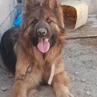 ماده ژرمن اصیل فوق‌العاده