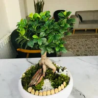 گل بونسای|گل و گیاه طبیعی|تهران, منیریه|دیوار