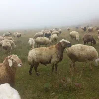 قوچ قشقایی سه ساله|حیوانات مزرعه|جعفرآباد, |دیوار