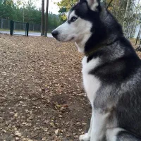 هاسکی نر یکساله|سگ|بناب, |دیوار