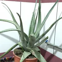 گل گیاه|گل و گیاه طبیعی|میاندوآب, |دیوار