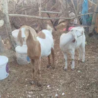 بز کره قیمت ۳۵میلیون