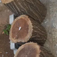 چوب توت سفید