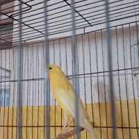 قناری  فروشی|پرنده|رشت, دیلمان|دیوار