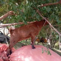 بزغاله نژاد دوقلو زا