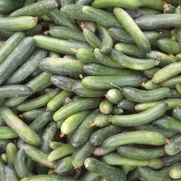 خیار محلی ۲۸ت، ۲۰ت و ۱۵ت