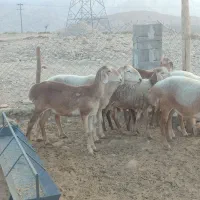 فروش میش چینی