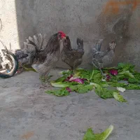 تخم نطفه دار گلین|حیوانات مزرعه|قزوین, |دیوار