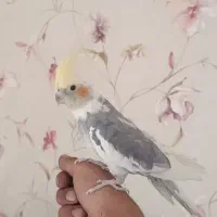 یک جفت عروس هلندی دستی با قفس بزرگ