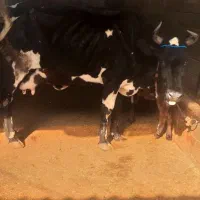 گاو دوقلو زا گوساله ها ماده|حیوانات مزرعه|چمستان, |دیوار