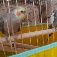 عروس هلندی گم شده