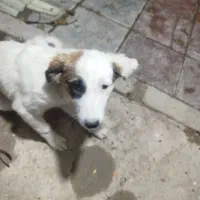 سگ نگهبان/نژاد دار/|سگ|ری, دولتآباد|دیوار