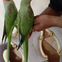 یک جفت شاه طوطی مولد سخگو و فول رام