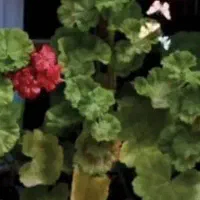 نیازمند نیروی کار خانوم برای نظافت منزل و اشپزی