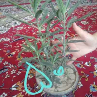 گل طبیعی فروشی|گل و گیاه طبیعی|قائن, |دیوار