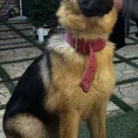 واگذاری سگ ژرمن