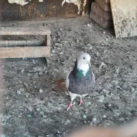 کبوتر گمشده