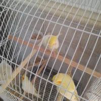 سه عدد عروس هلندی|پرنده|زاهدان, |دیوار