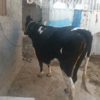 گاو گوساله  نخری شکم اول