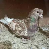 کبوتر سرور
