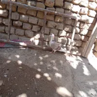 کفتر|پرنده|گلبهار, نوبهار|دیوار