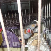 فنچ نر وماده درشت