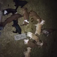 گوسفند|حیوانات مزرعه|اصلاندوز, |دیوار