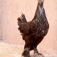 مرغ جوان سیاه زینتی پرپا کاکلی|حیوانات مزرعه|فردوس (خراسان), |دیوار