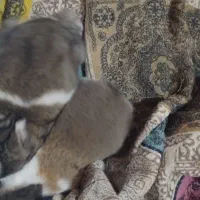 بچه خرگوش کوچولو گوگولی|موش و خرگوش|تربت جام, مطهری|دیوار