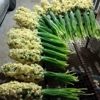 گل نرگس به قیمت عمده    تازه  چین روز