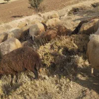 میش و بره|حیوانات مزرعه|اسلام‌‌آباد غرب, |دیوار