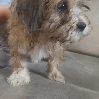 سگ پودل|سگ|اراک, |دیوار