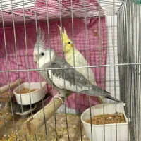 عروس هلندی مولد|پرنده|اهواز, پادادشهر|دیوار