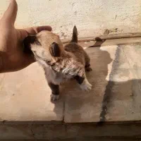 سگ عروسکی فنجونی|سگ|قم, نوقطار|دیوار