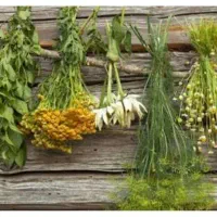 آموزش مقابله با بیماری با گیاهان دارویی