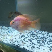 پرت کینگ ماده نارنجی