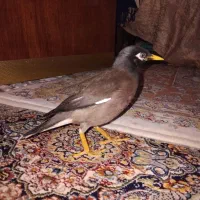 مرغ مینا