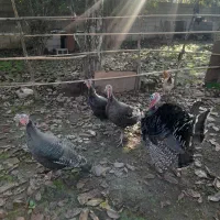 بوقلمون زنده سالم و گوشتی|حیوانات مزرعه|ماکلوان, |دیوار